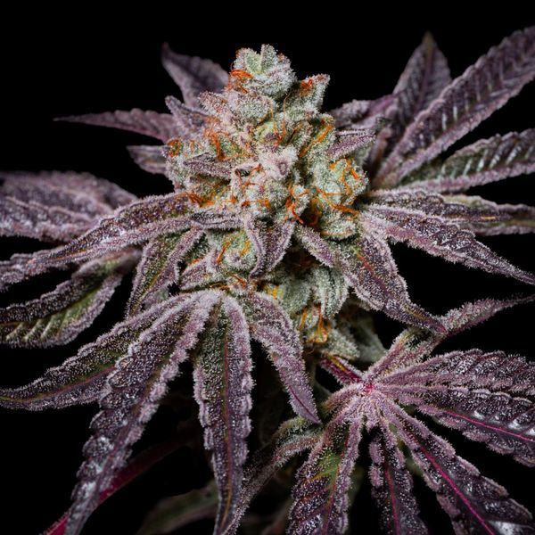 Insanity OG (Pure Instinto) Feminiserade