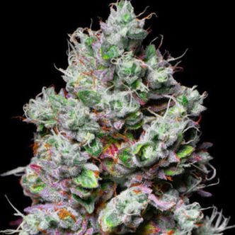 Mochi (Pure Instinto) feminiserade cannabisfr&ouml;n