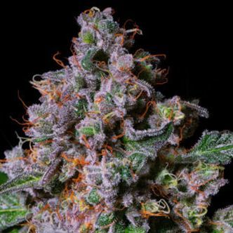 La Macedonia (Pure Instinto) feminiserade cannabisfr&ouml;n