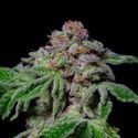 Sour Aloha (Pure Instinto) Feminiserade