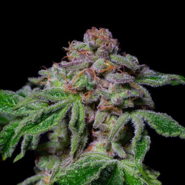 Sour Aloha (Pure Instinto) Feminiserade