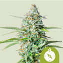Northern Light Autoflower (Royal Queen Seeds) Feminiserade