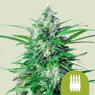 Royal AK Automatic (Royal Queen Seeds) feminiserade