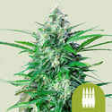 Royal AK Autoflower (Royal Queen Seeds) Feminiserade