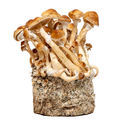 Kambodjansk vätskekulturspruta (Acid Shroomz)