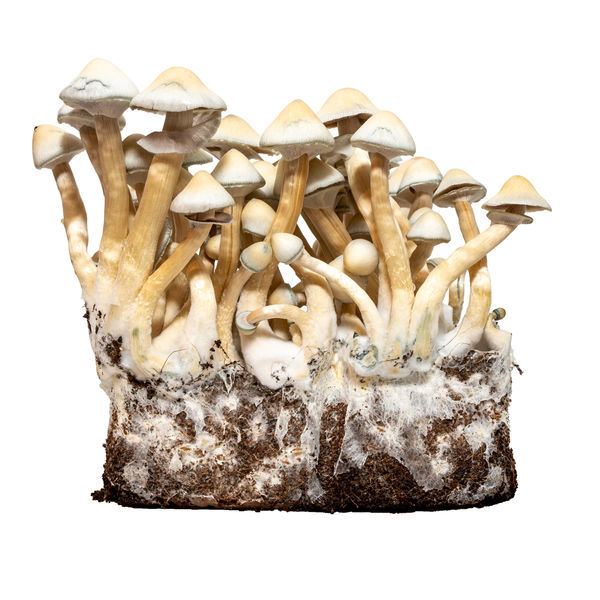 Albino A+ vätskekulturspruta (Acid Shroomz)