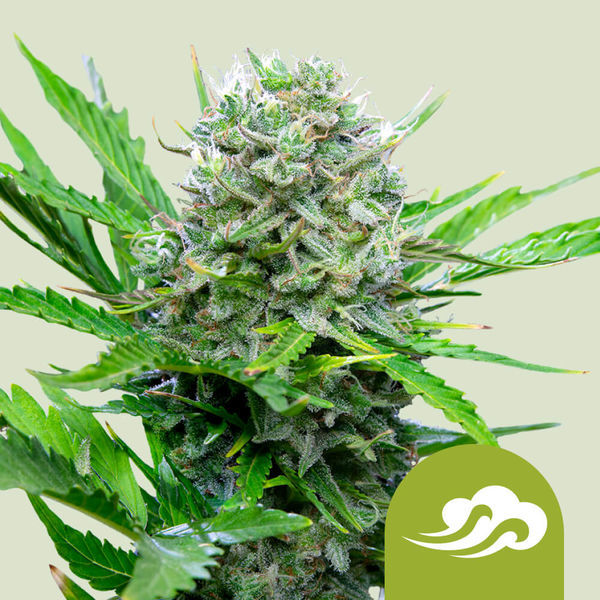 Royal Bluematic (Royal Queen Seeds) Feminiserade