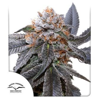 Blue Zushi (Dutch Passion) feminiserade cannabisfr&ouml;n
