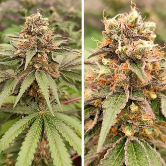 GMO Fast (Dutch Passion) Feminiserade