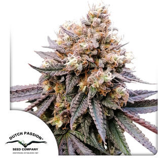 GMO Fast (Dutch Passion) Feminiserade