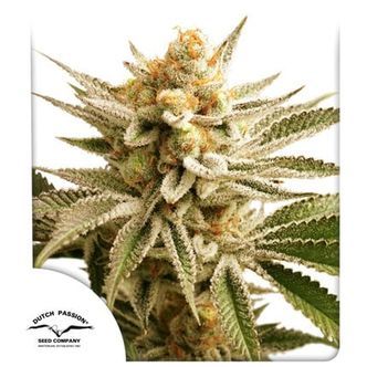 Lemon Z (Dutch Passion) feminiserade