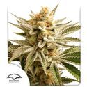Lemon Z (Dutch Passion) Feminiserade