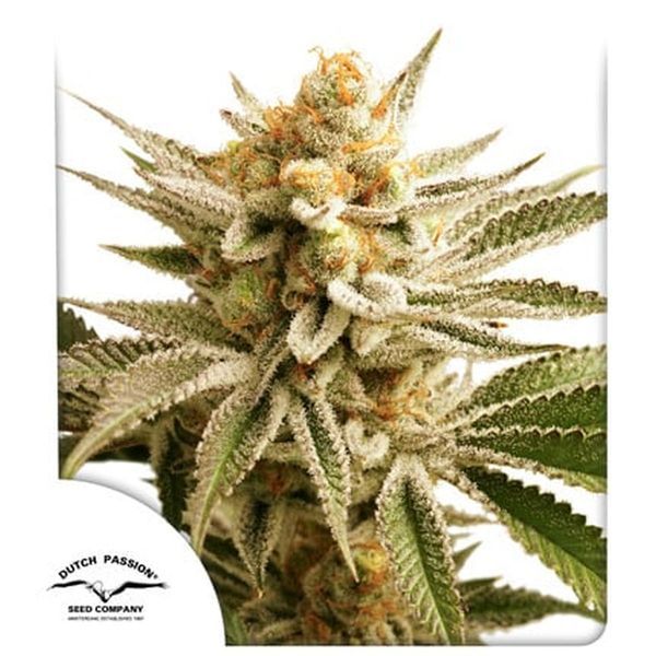 Lemon Z (Dutch Passion) Feminiserade