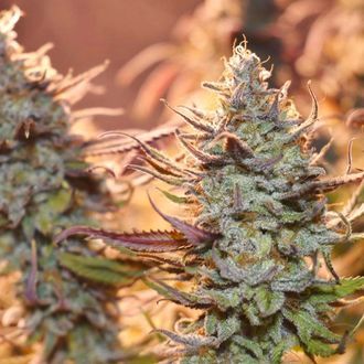 Lemon Z (Dutch Passion) Feminiserade