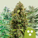 Autoflower mix (Royal Queen Seeds) Feminiserade