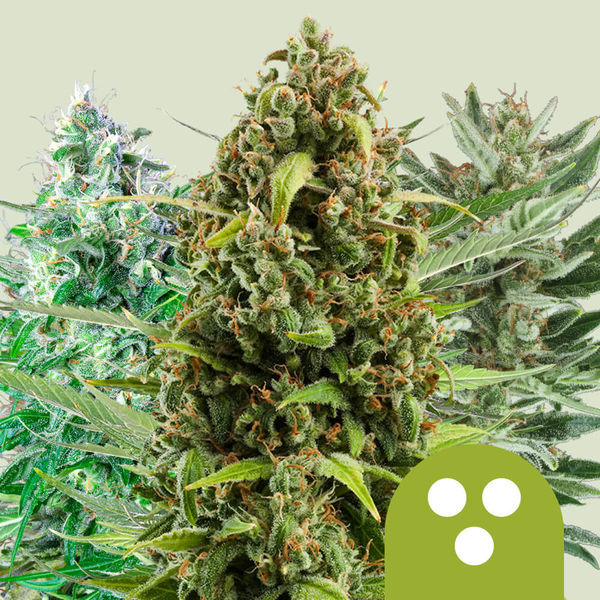 Autoflower mix (Royal Queen Seeds) Feminiserade