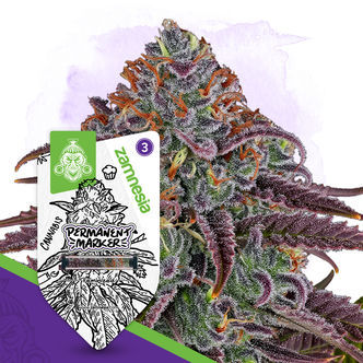 Permanent Marker (Zamnesia Seeds) feminiserade