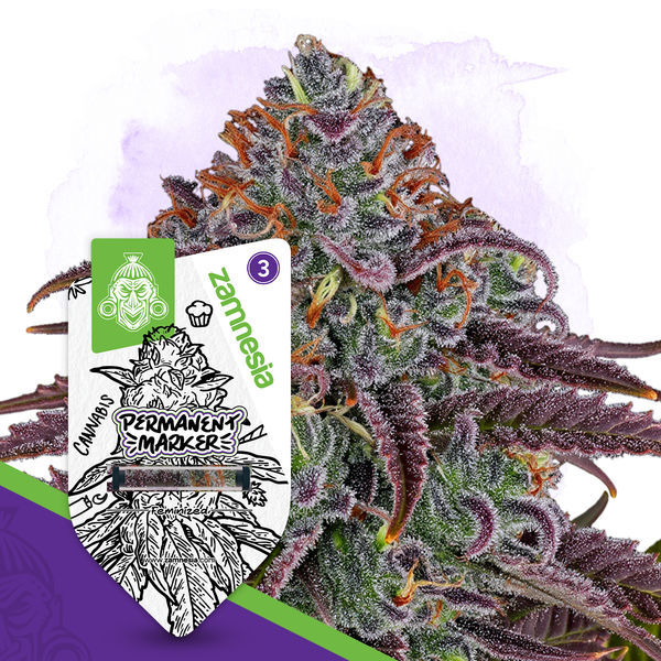 Permanent Marker (Zamnesia Seeds) Feminiserade
