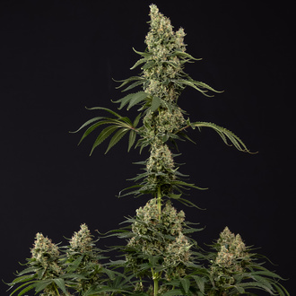 Permanent Marker (Zamnesia Seeds) Feminiserade
