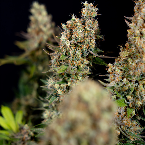 Permanent Marker (Zamnesia Seeds) Feminiserade