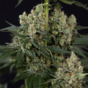 Permanent Marker (Zamnesia Seeds) Feminiserade
