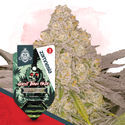 Ghost Train Haze Autoflower (Zamnesia Seeds) Feminiserade