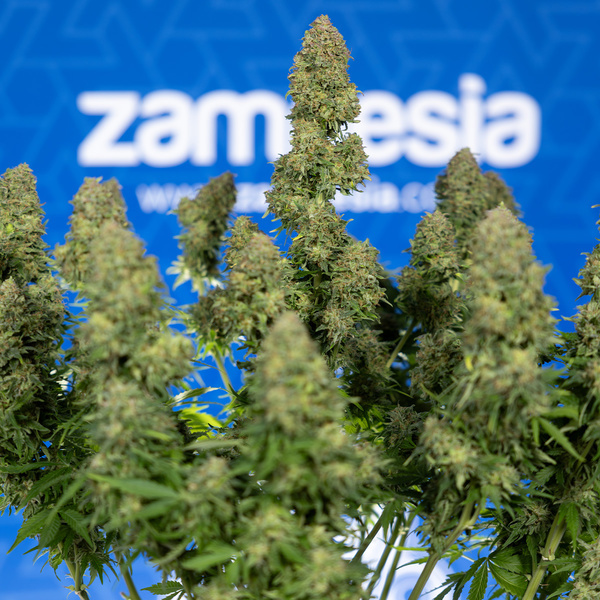 Ghost Train Haze Autoflower (Zamnesia Seeds) Feminiserade