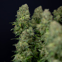 Ghost Train Haze Autoflower (Zamnesia Seeds) Feminiserade