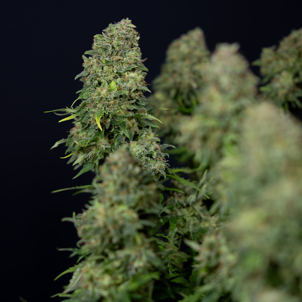 Ghost Train Haze Autoflower (Zamnesia Seeds) Feminiserade