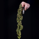 Ghost Train Haze Autoflower (Zamnesia Seeds) Feminiserade