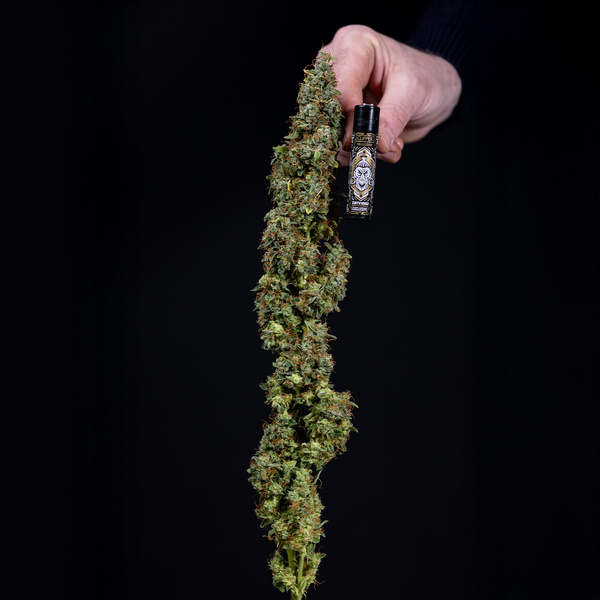 Ghost Train Haze Autoflower (Zamnesia Seeds) Feminiserade