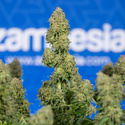 Ghost Train Haze Autoflower (Zamnesia Seeds) Feminiserade
