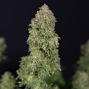 Ghost Train Haze Autoflower (Zamnesia Seeds) Feminiserade
