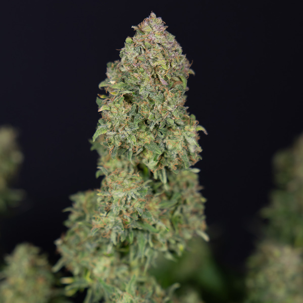 Ghost Train Haze Autoflower (Zamnesia Seeds) Feminiserade