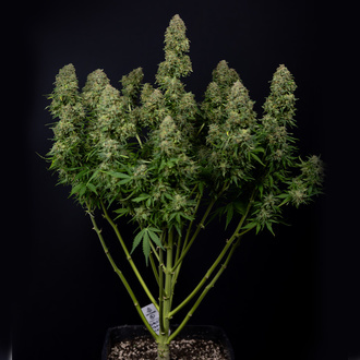 Ghost Train Haze Autoflower (Zamnesia Seeds) Feminiserade