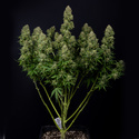 Ghost Train Haze Autoflower (Zamnesia Seeds) Feminiserade