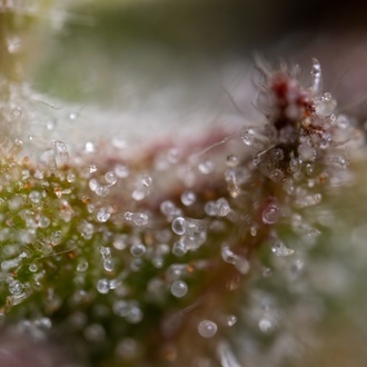 Ghost Train Haze Autoflower (Zamnesia Seeds) Feminiserade