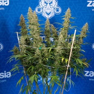 Ghost Train Haze Autoflower (Zamnesia Seeds) Feminiserade