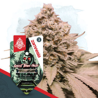 Ghost Train Haze (Zamnesia Seeds) Feminiserade