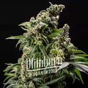 Cafe Racer Auto (Blimburn Seeds) Feminiserade