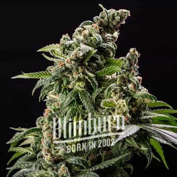 Cafe Racer Auto (Blimburn Seeds) Feminiserade