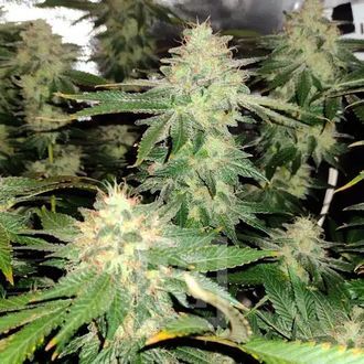 Blackberry Moonrocks (Blimburn Seeds) Feminiserade