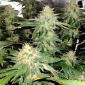 Blackberry Moonrocks (Blimburn Seeds) Feminiserade