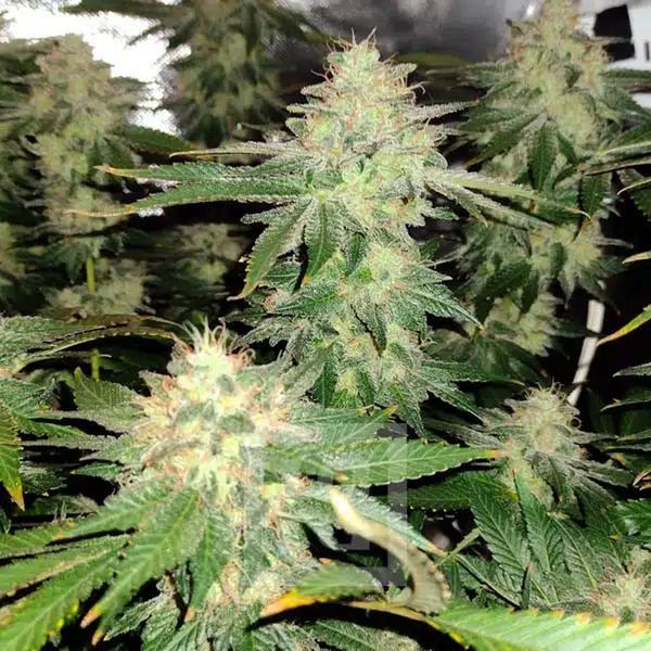Blackberry Moonrocks (Blimburn Seeds) Feminiserade