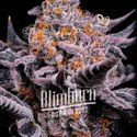Bubble Gum Sherb (Blimburn Seeds) Feminiserade