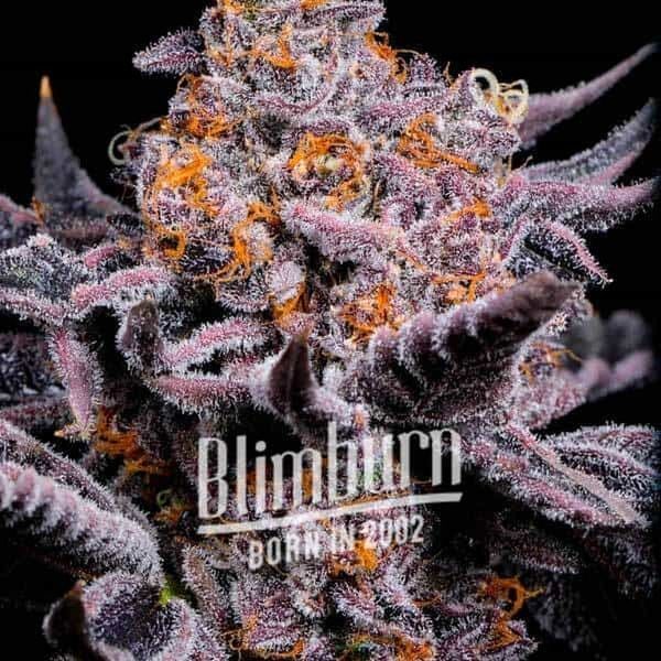 Bubble Gum Sherb (Blimburn Seeds) Feminiserade