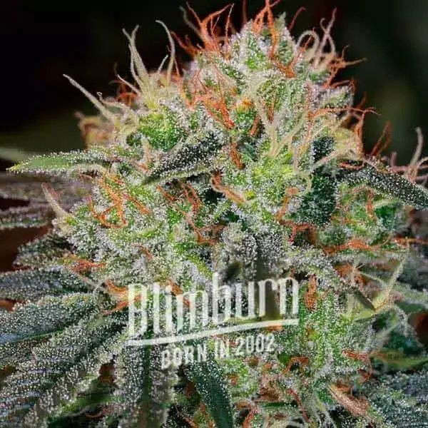 Fat Bastard (Blimburn Seeds) Feminiserade