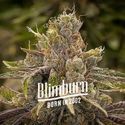 Permanent Marker (Blimburn Seeds) Feminiserade