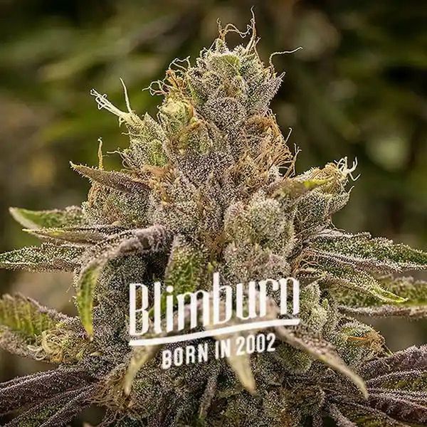 Permanent Marker (Blimburn Seeds) Feminiserade
