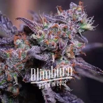 Blackberry Moonstones Auto (Blimburn Seeds) Feminiserade